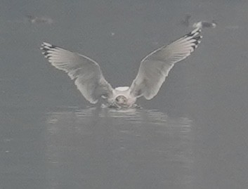 Pallas's Gull - ML642710498