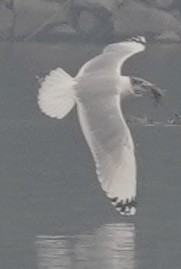 Pallas's Gull - ML642710501