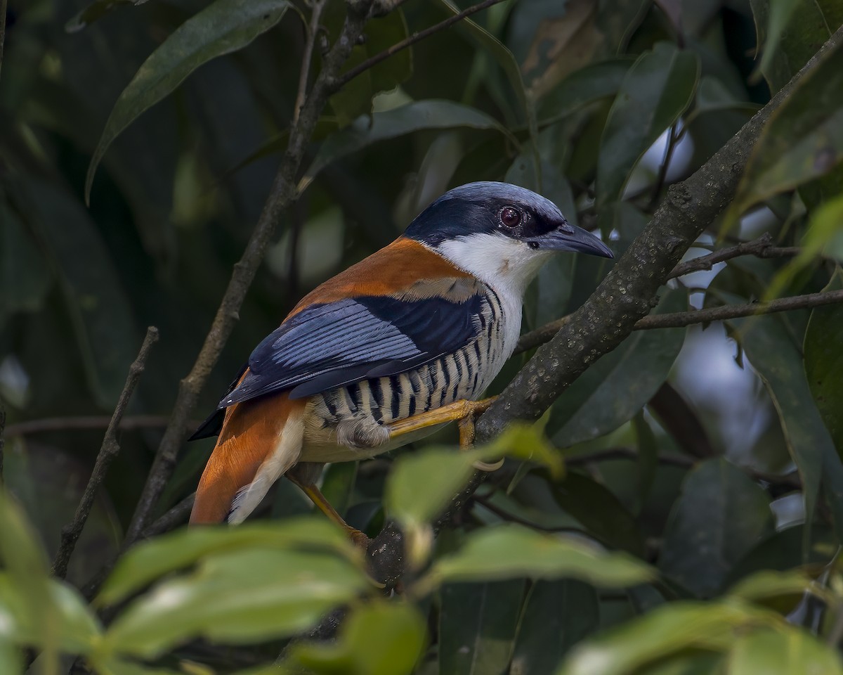 Himalaya Kutyası - ML642710504