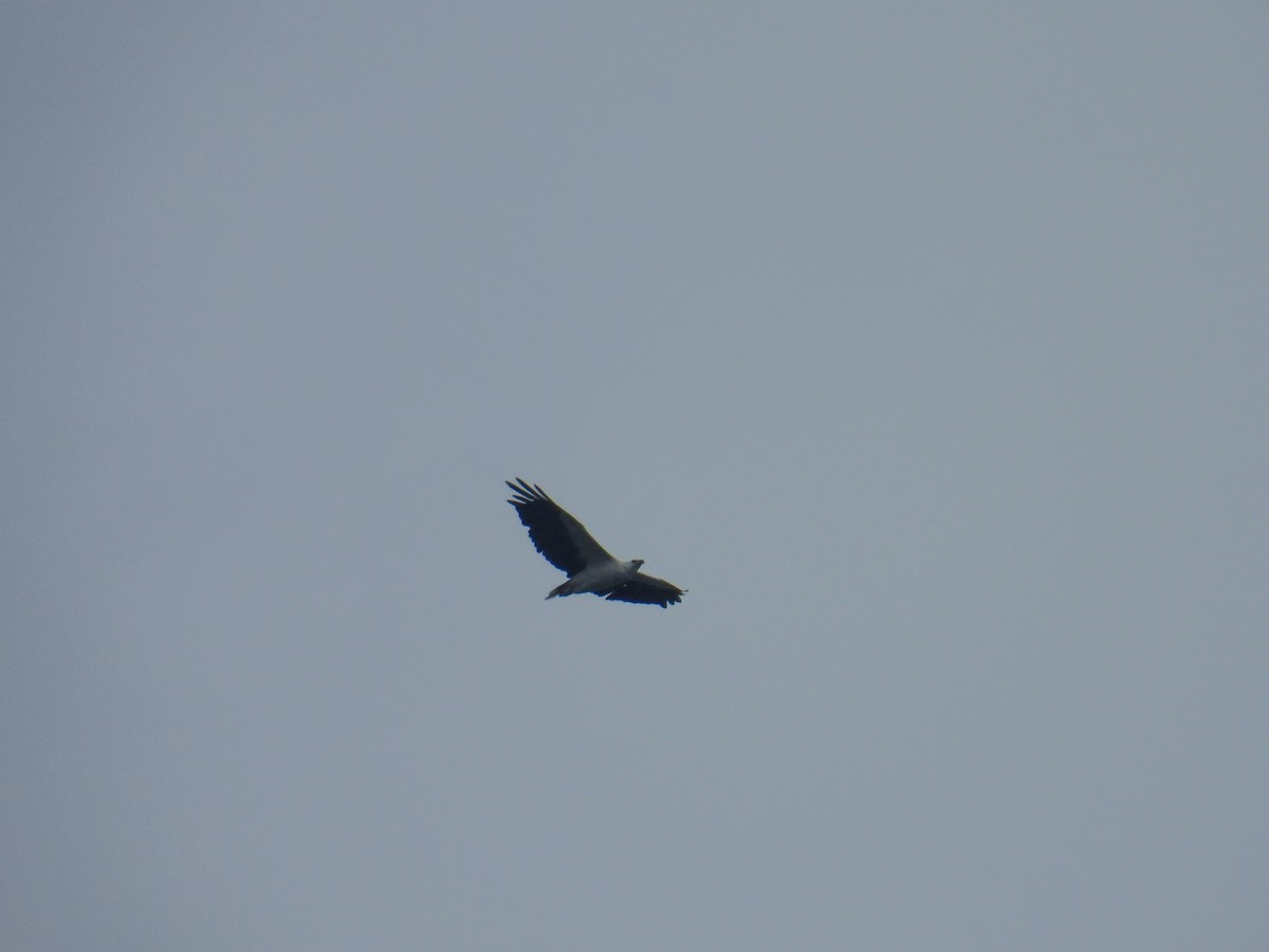 White-bellied Sea-Eagle - ML642710508