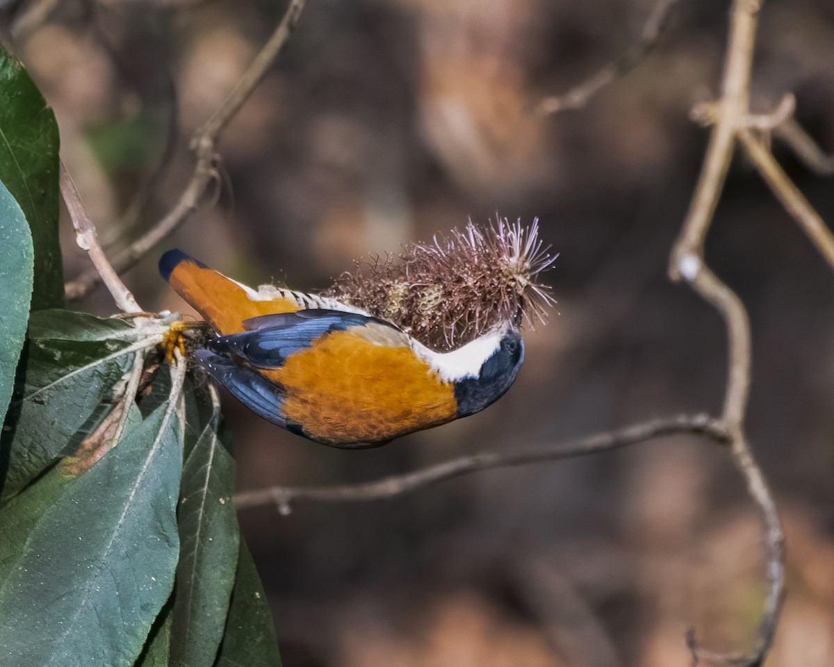 Himalayan Cutia - ML642710510