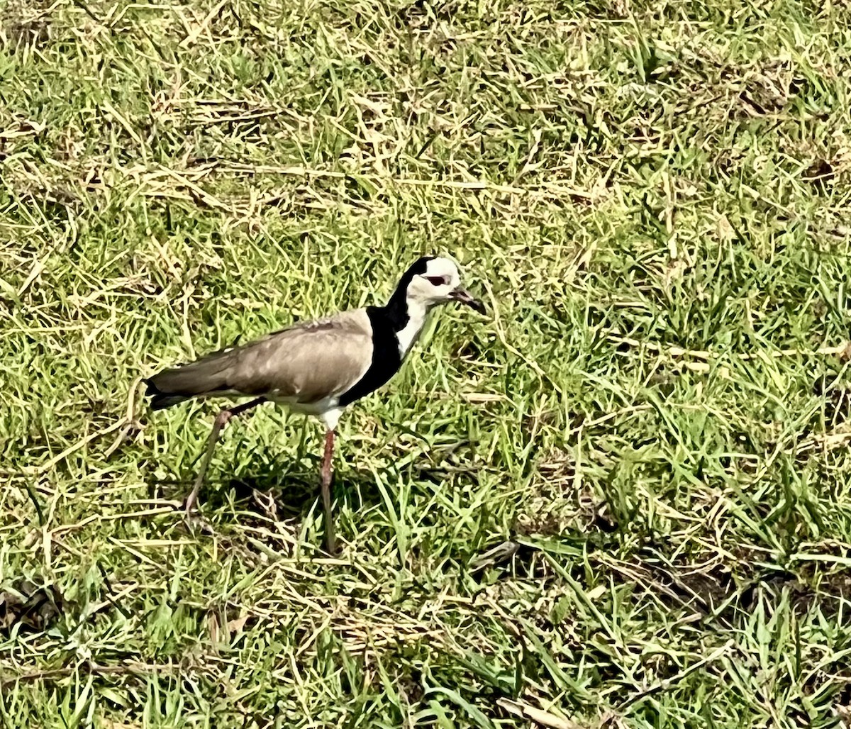 Long-toed Lapwing - ML642710520