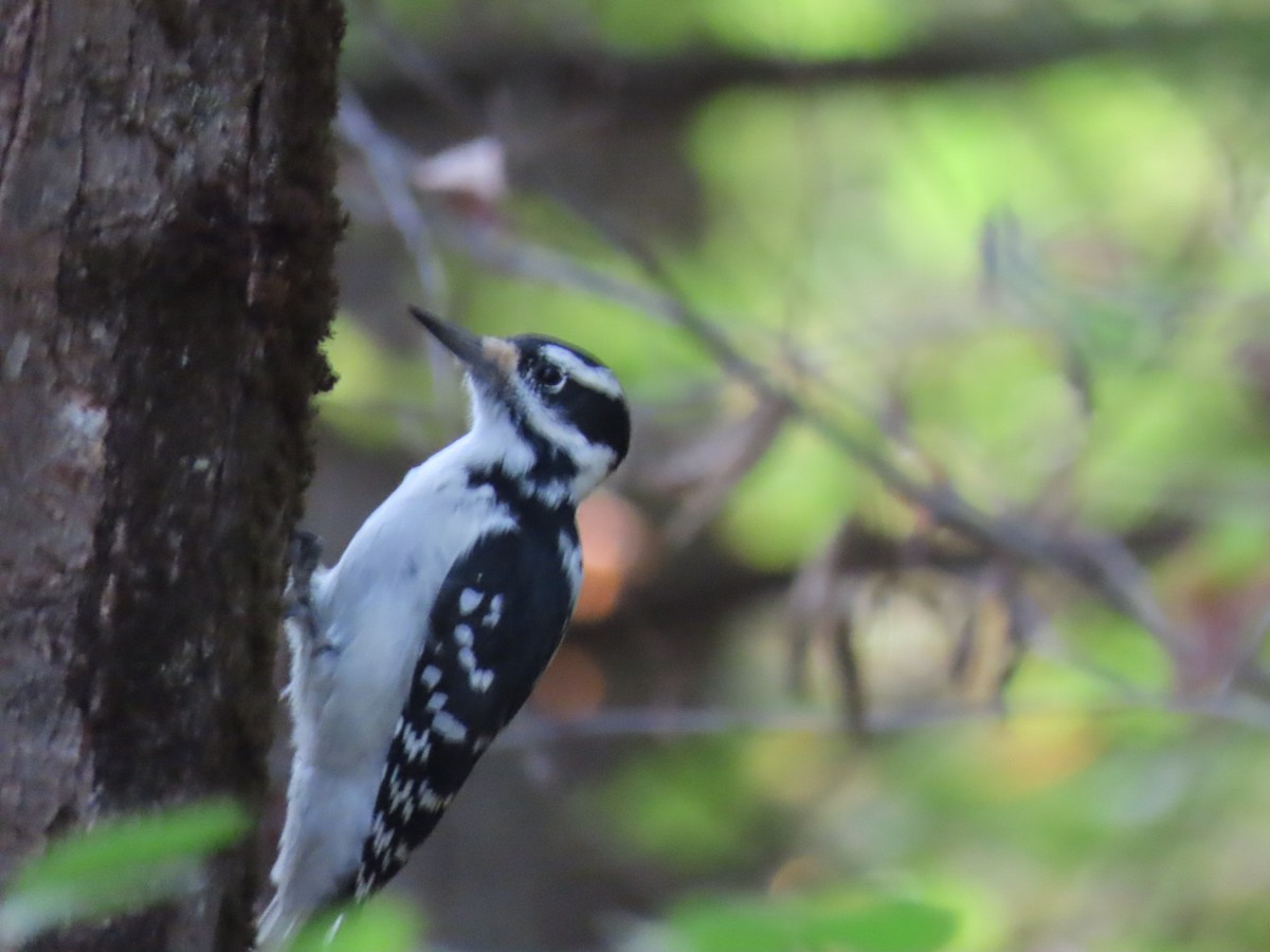Hairy Woodpecker - ML642710522