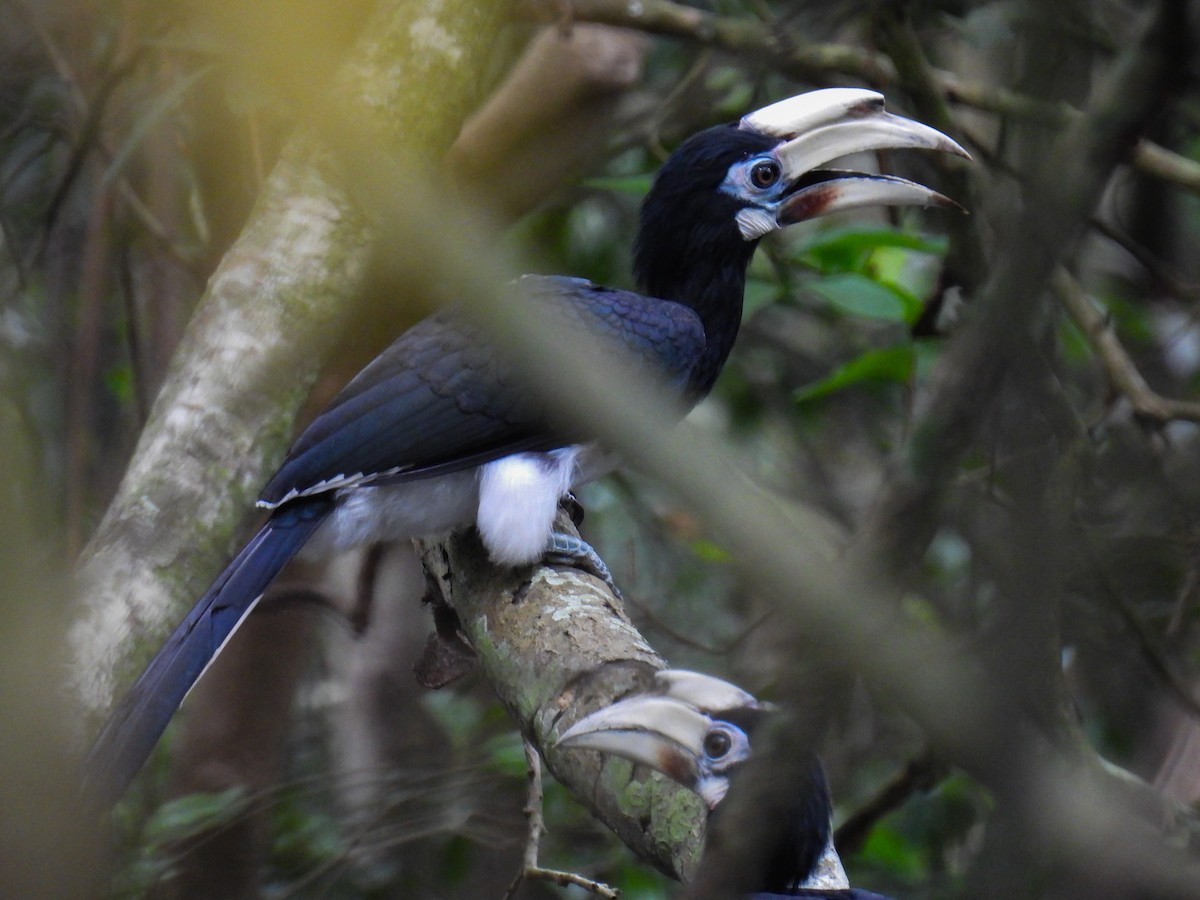 Oriental Pied-Hornbill - ML642710525