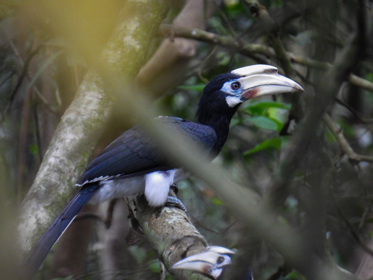 Oriental Pied-Hornbill - ML642710526