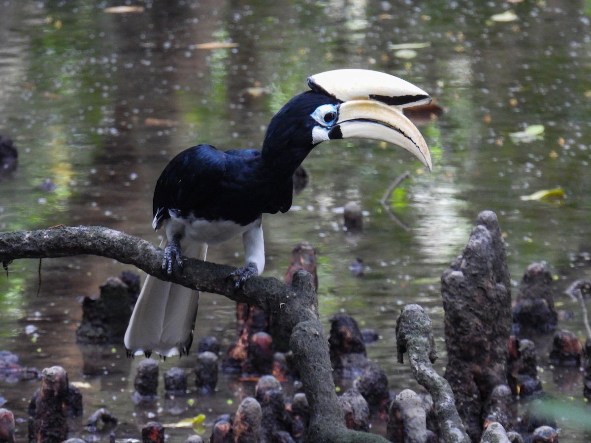 Oriental Pied-Hornbill - ML642710527