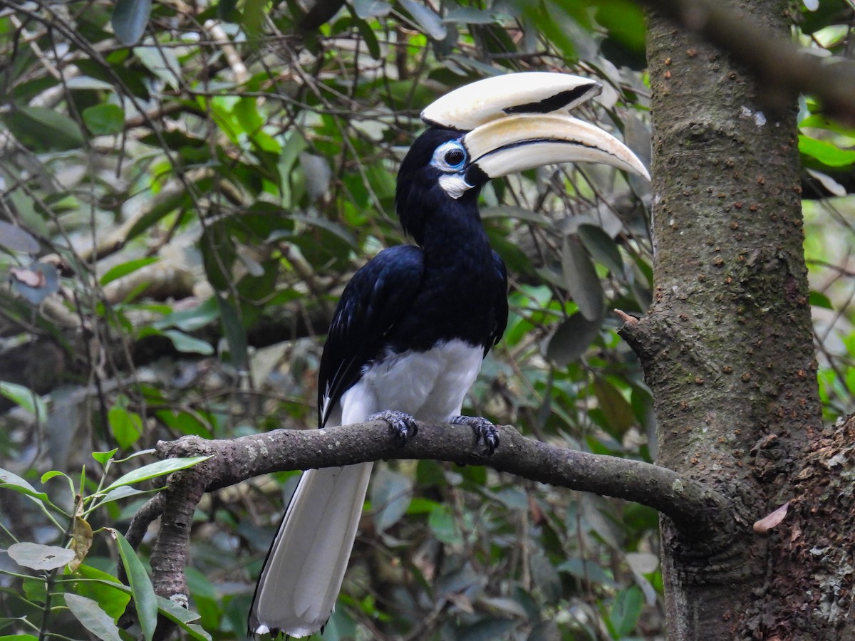 Oriental Pied-Hornbill - ML642710529