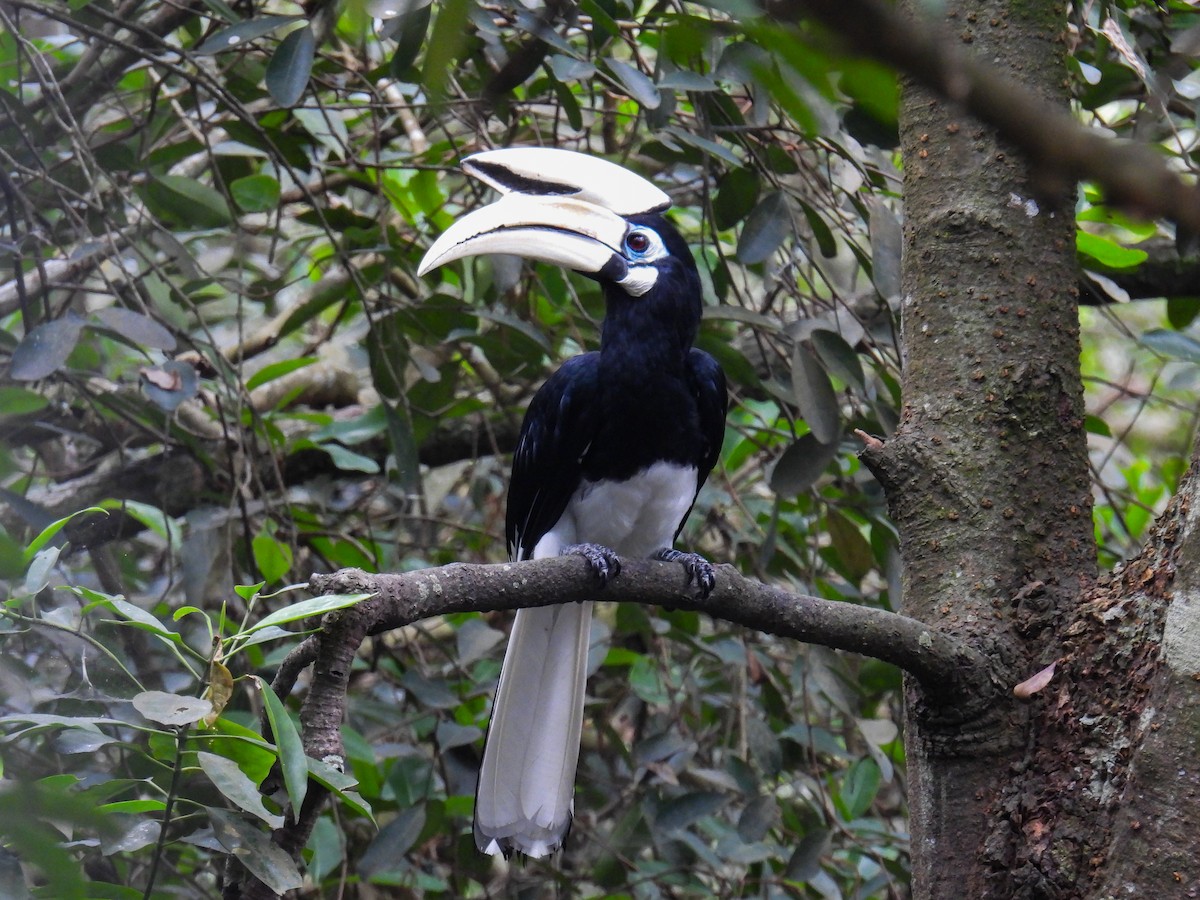 Oriental Pied-Hornbill - ML642710530
