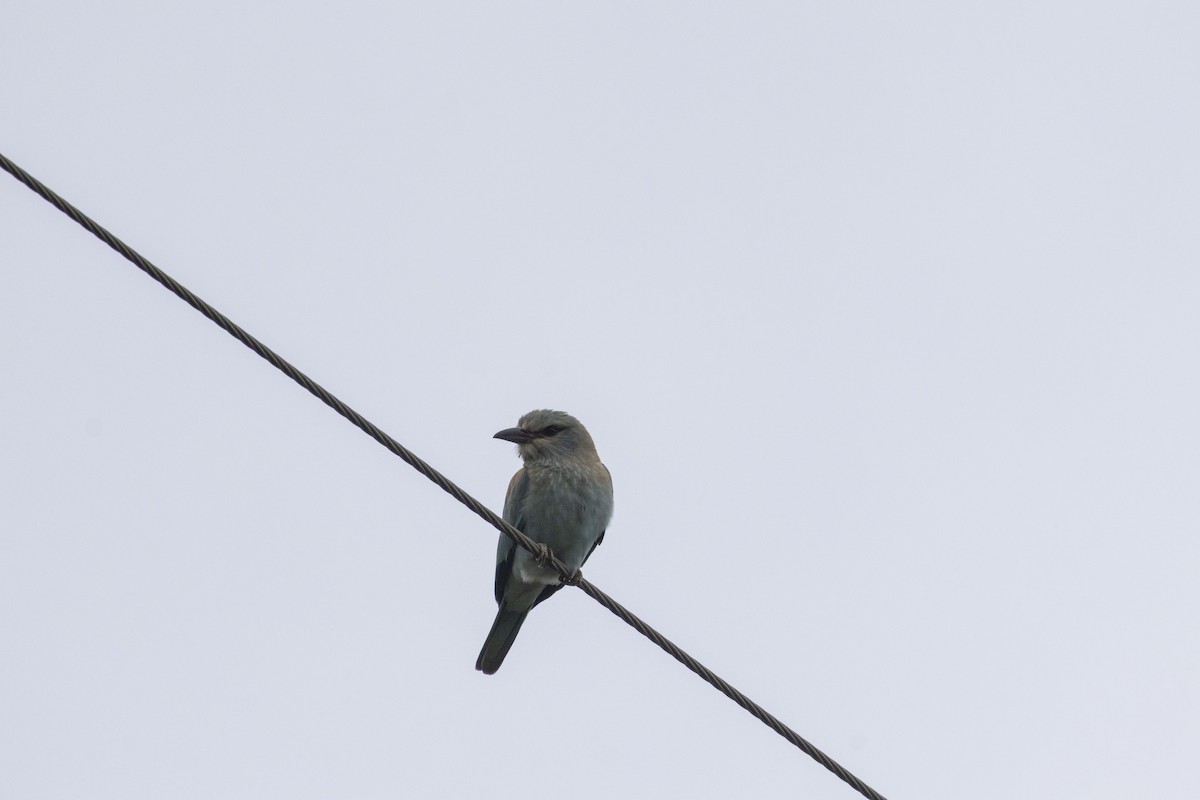 European Roller - ML642710531