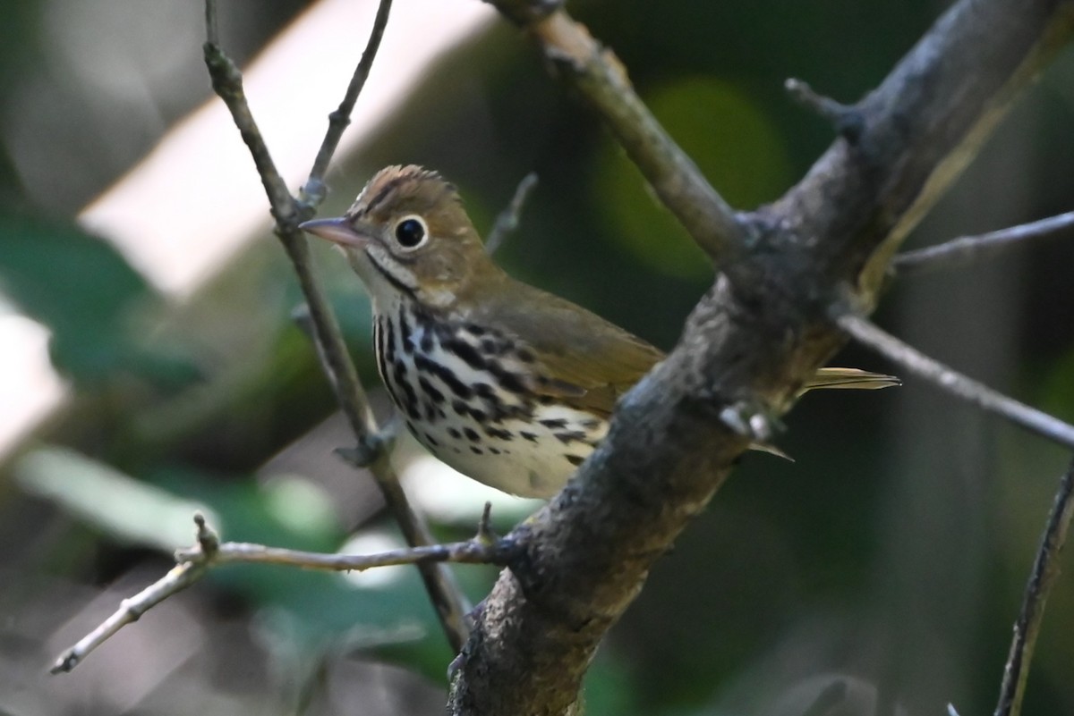 Ovenbird - ML642710535