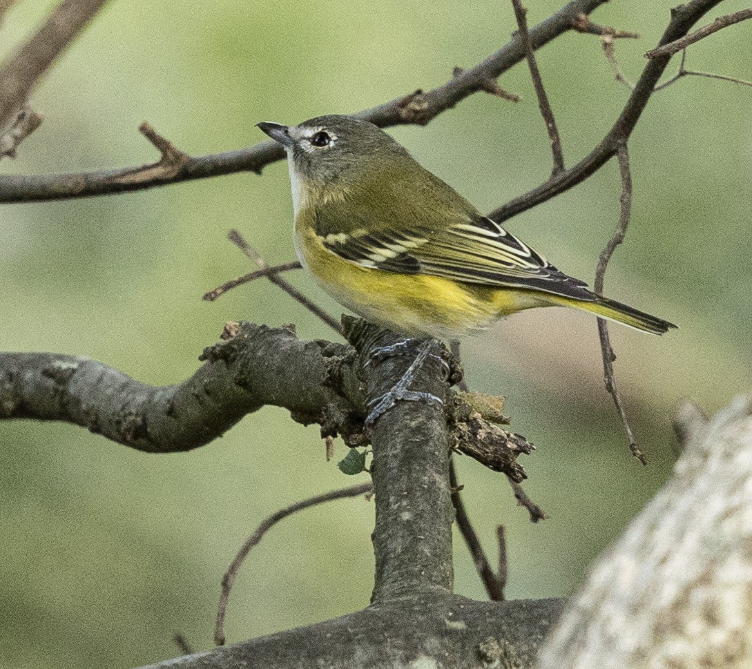 Blue-headed Vireo - ML642710538