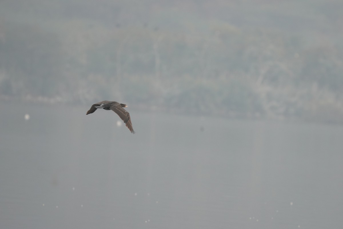 Little Cormorant - ML642710541