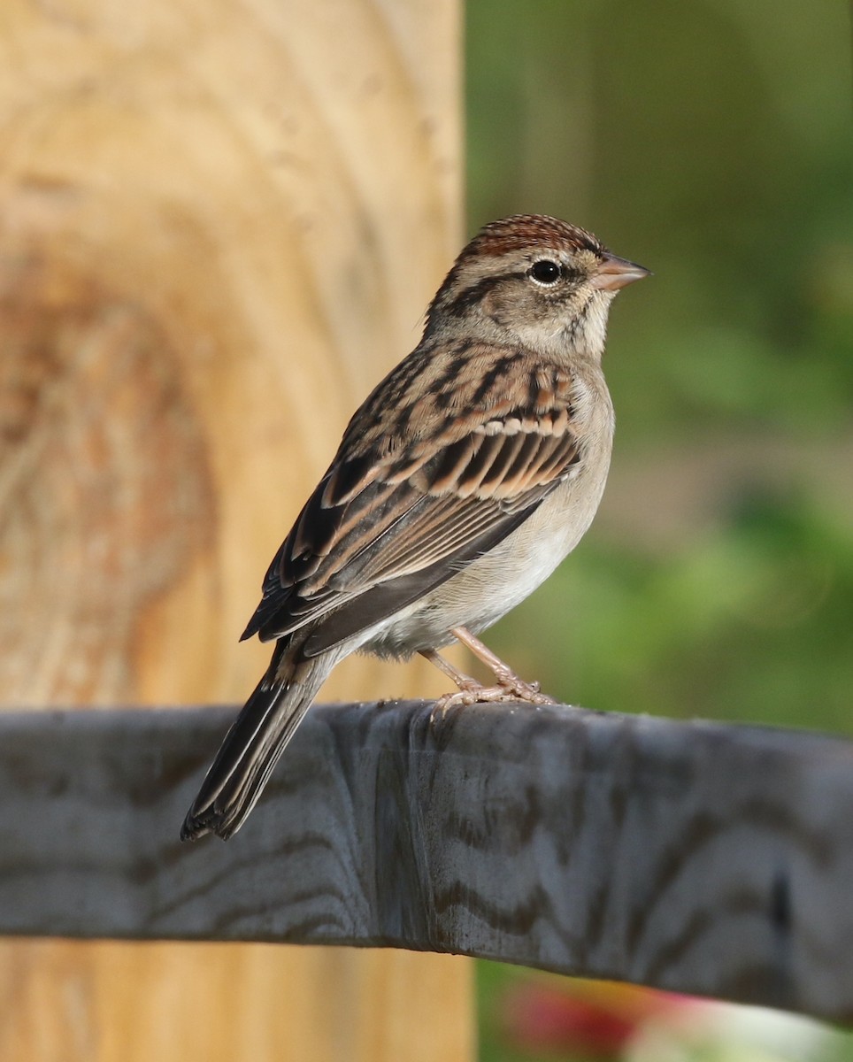 Chipping Sparrow - ML642710542