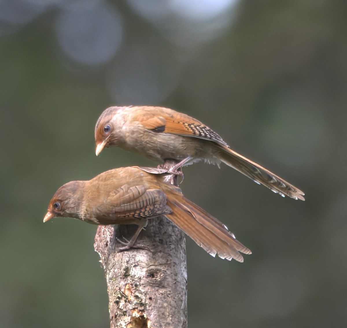 Rusty-fronted Barwing - ML642710543