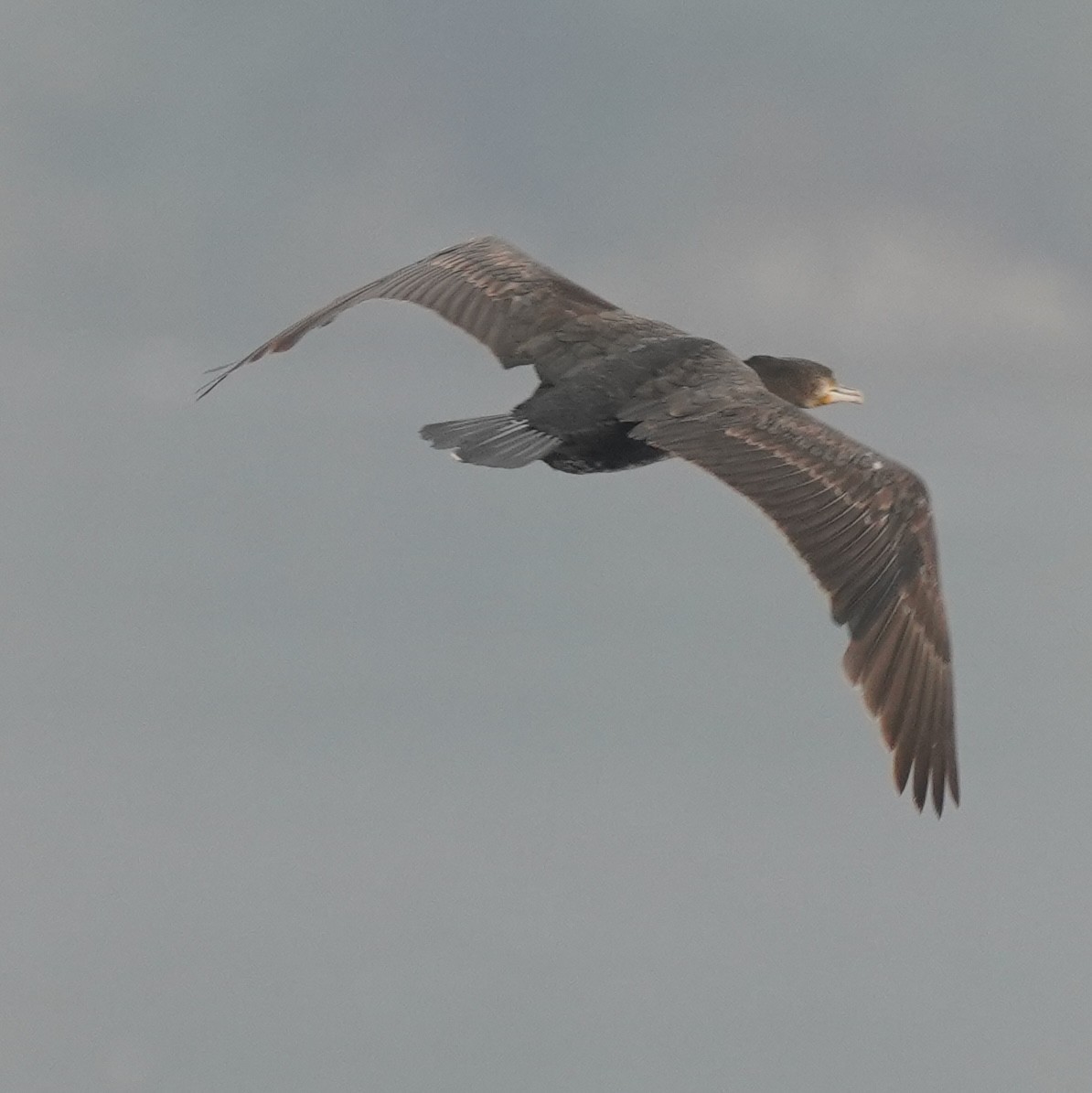 Little Cormorant - ML642710544