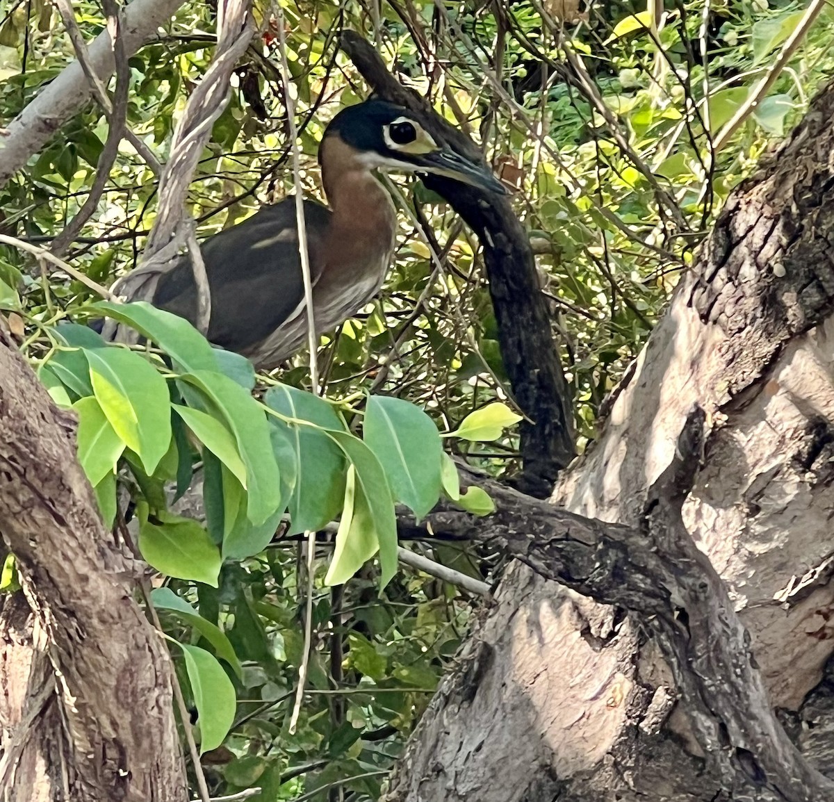 White-backed Night Heron - ML642710545