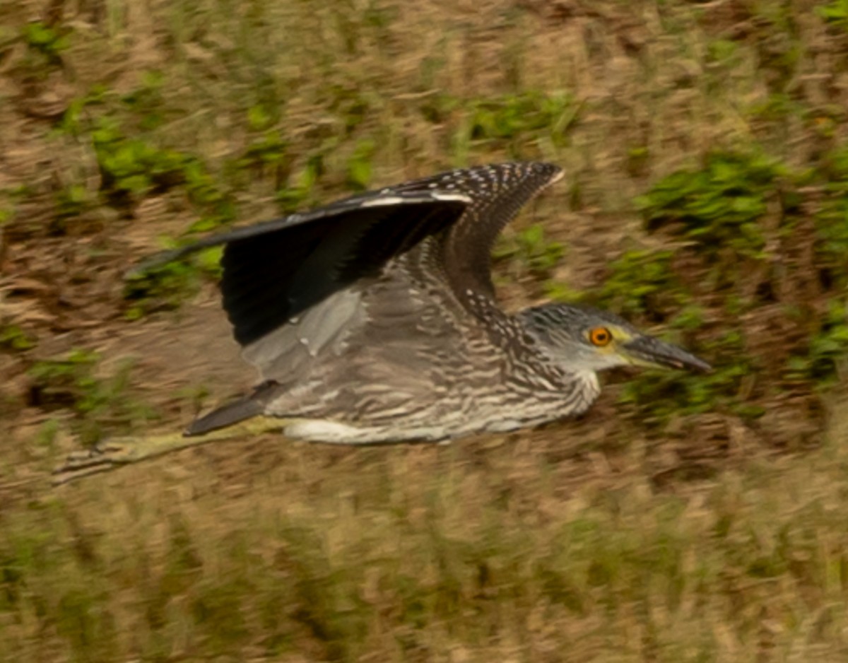 Yellow-crowned Night Heron - ML642710547