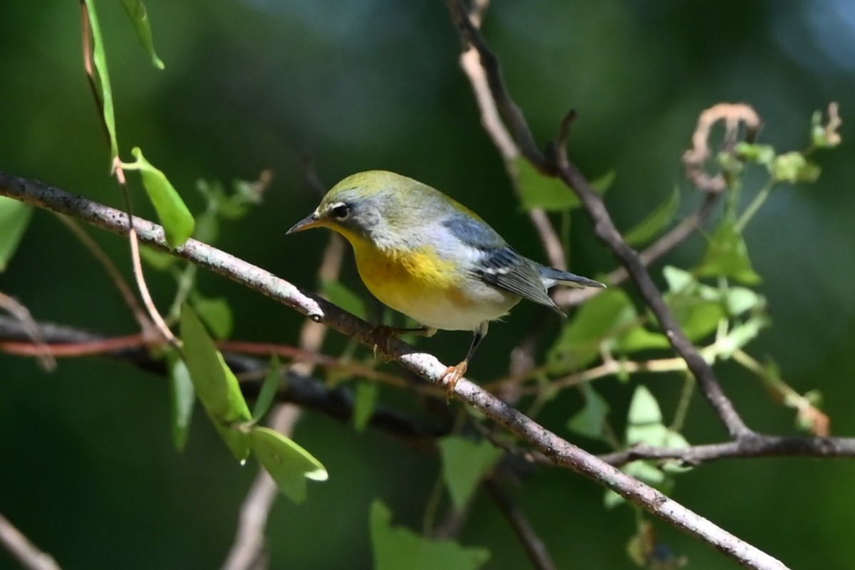 Northern Parula - ML642710548