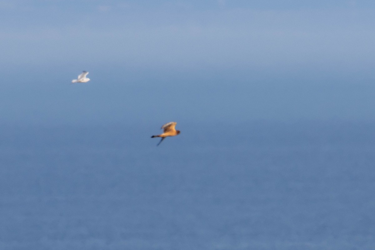 Northern Harrier - ML642710549