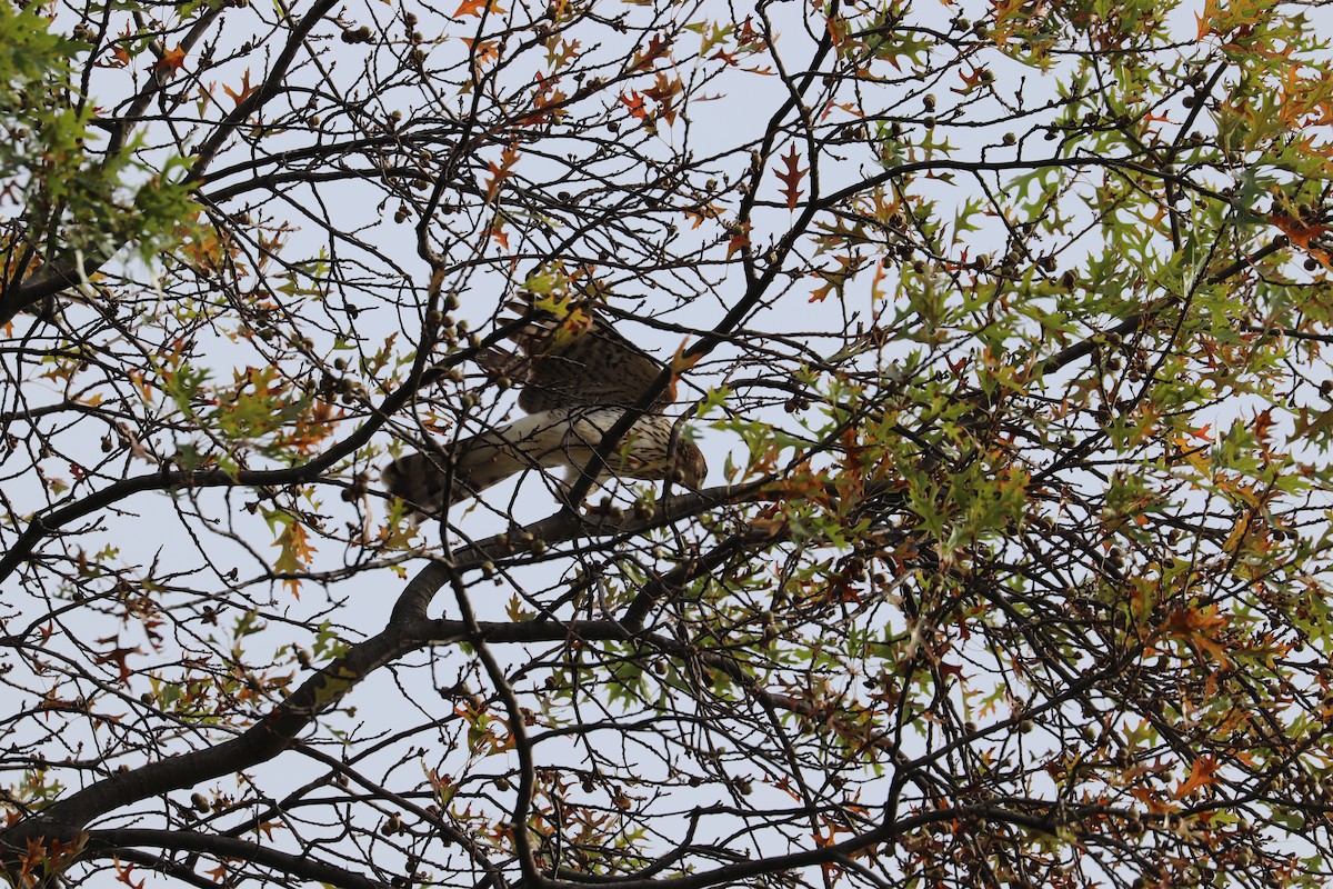Cooper's Hawk - ML642710551