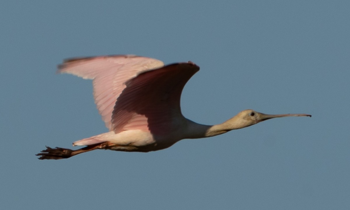 Roseate Spoonbill - ML642710554