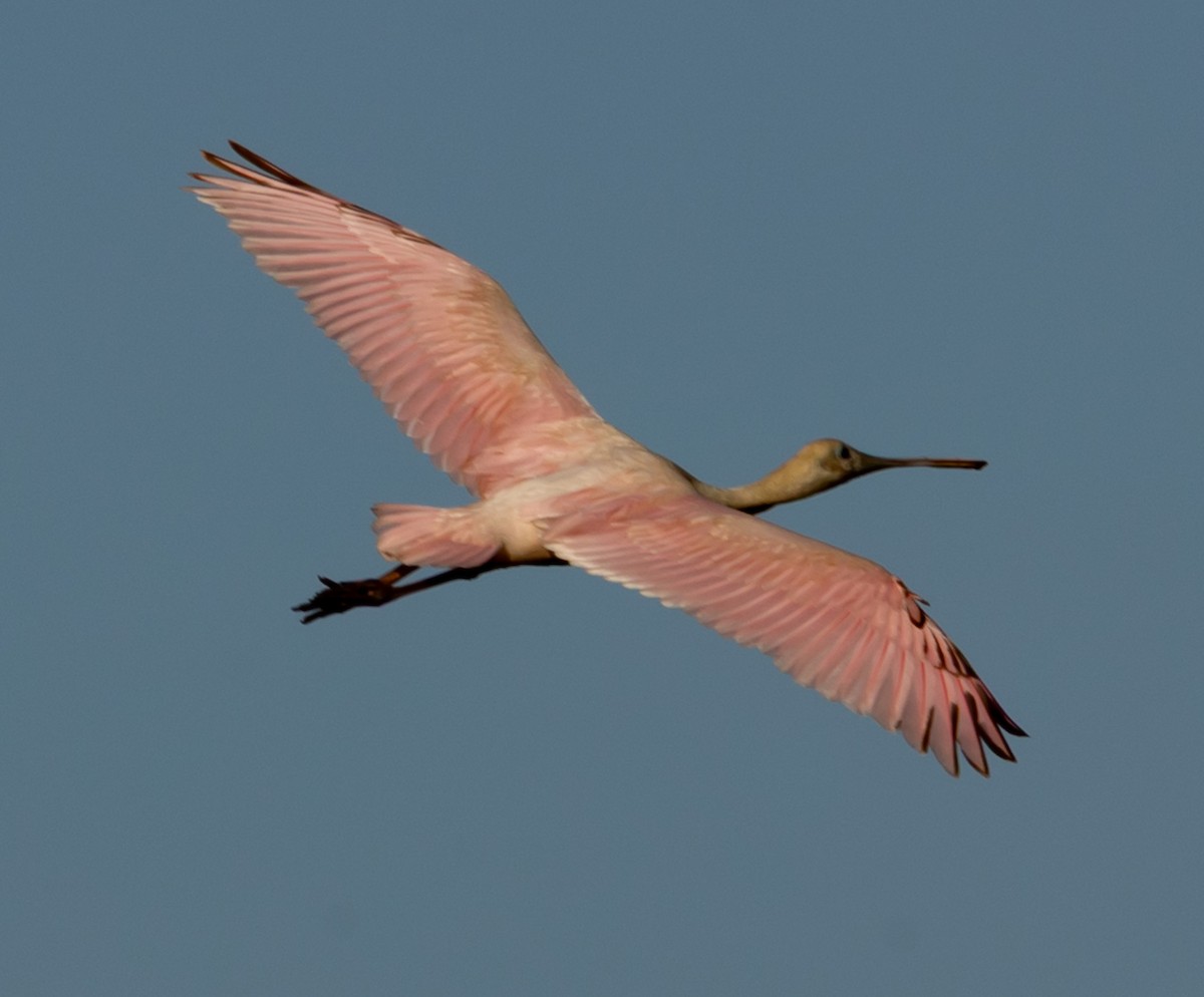 Roseate Spoonbill - ML642710555