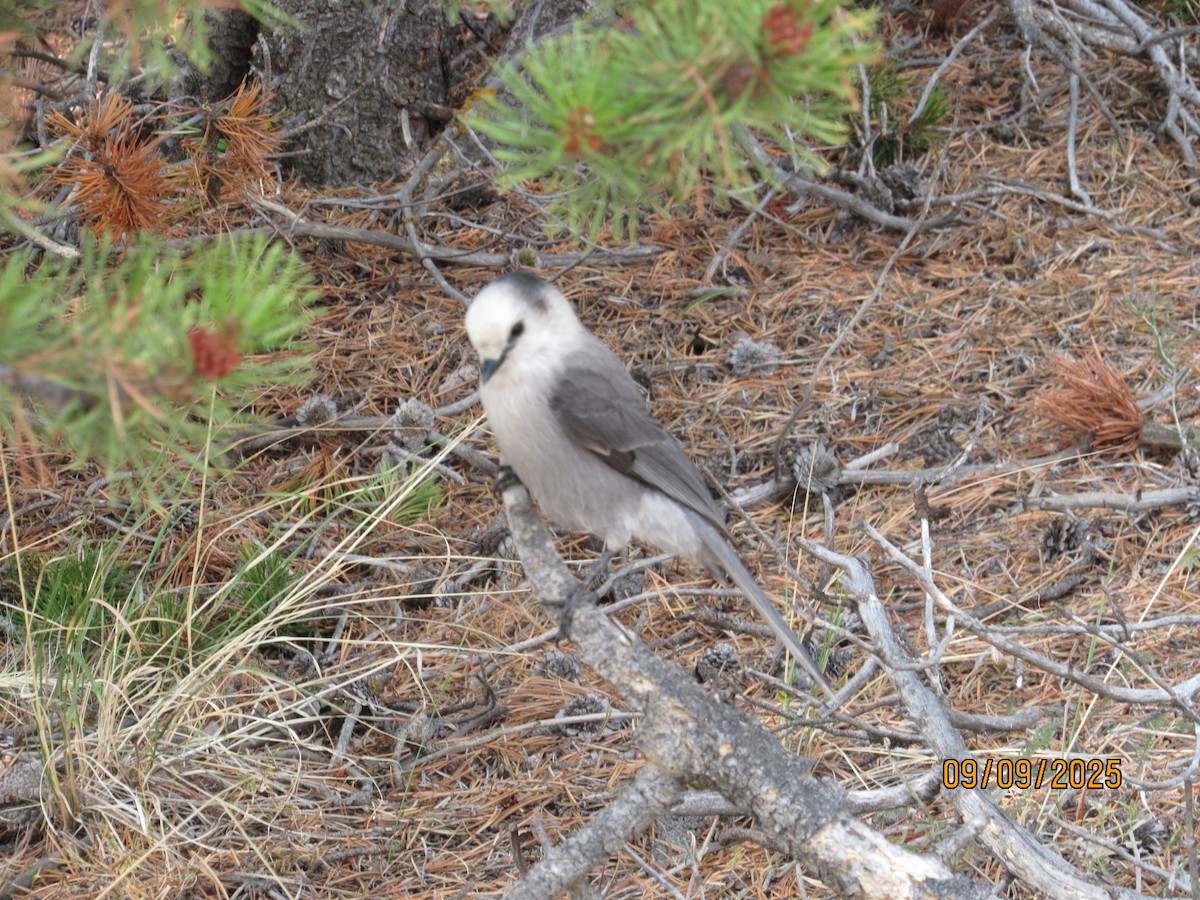 Canada Jay - ML642710556