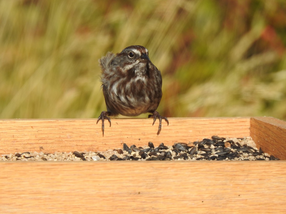 Song Sparrow (sanaka/maxima) - ML642710562