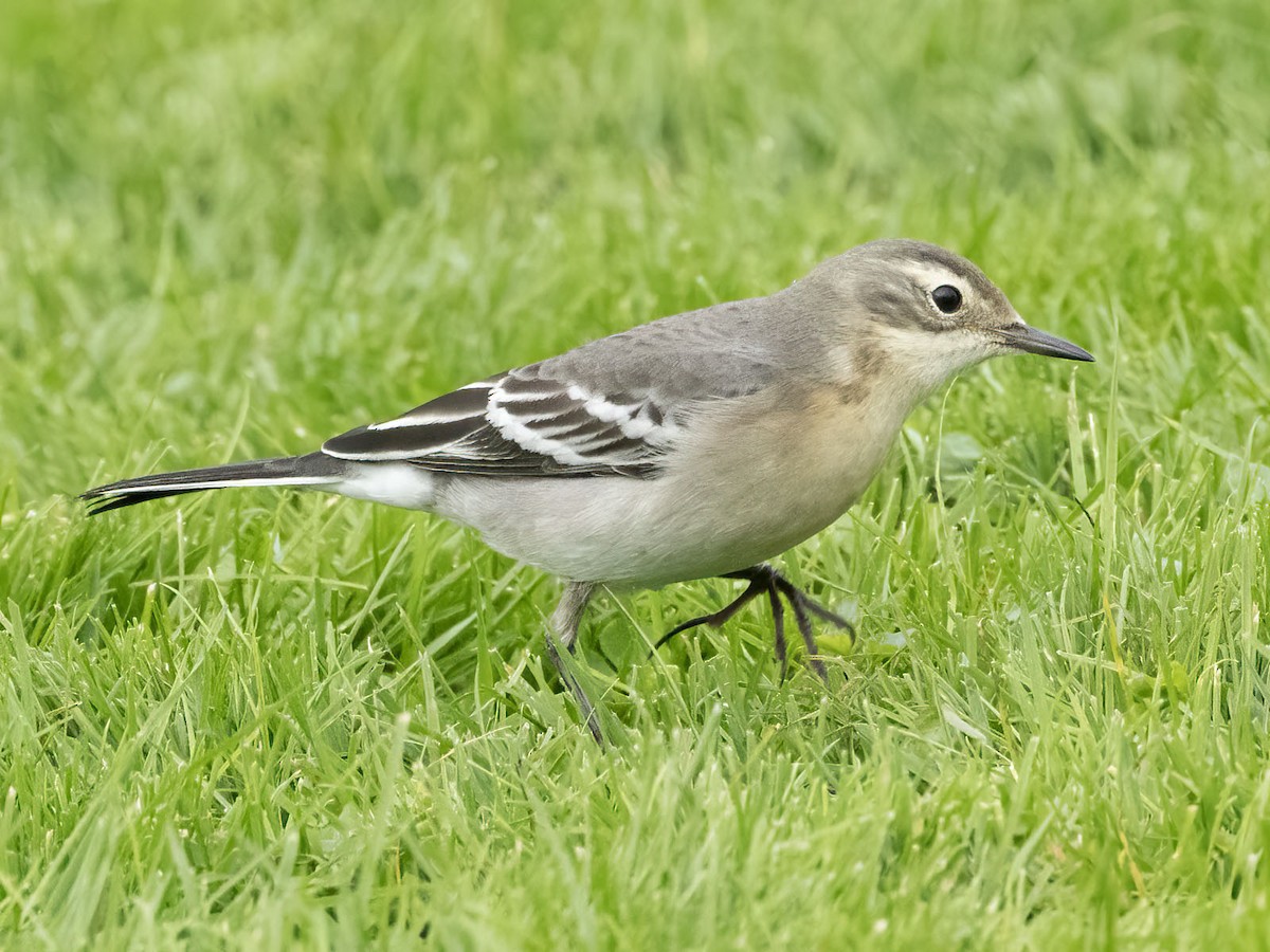 Citrine Wagtail - ML642710567