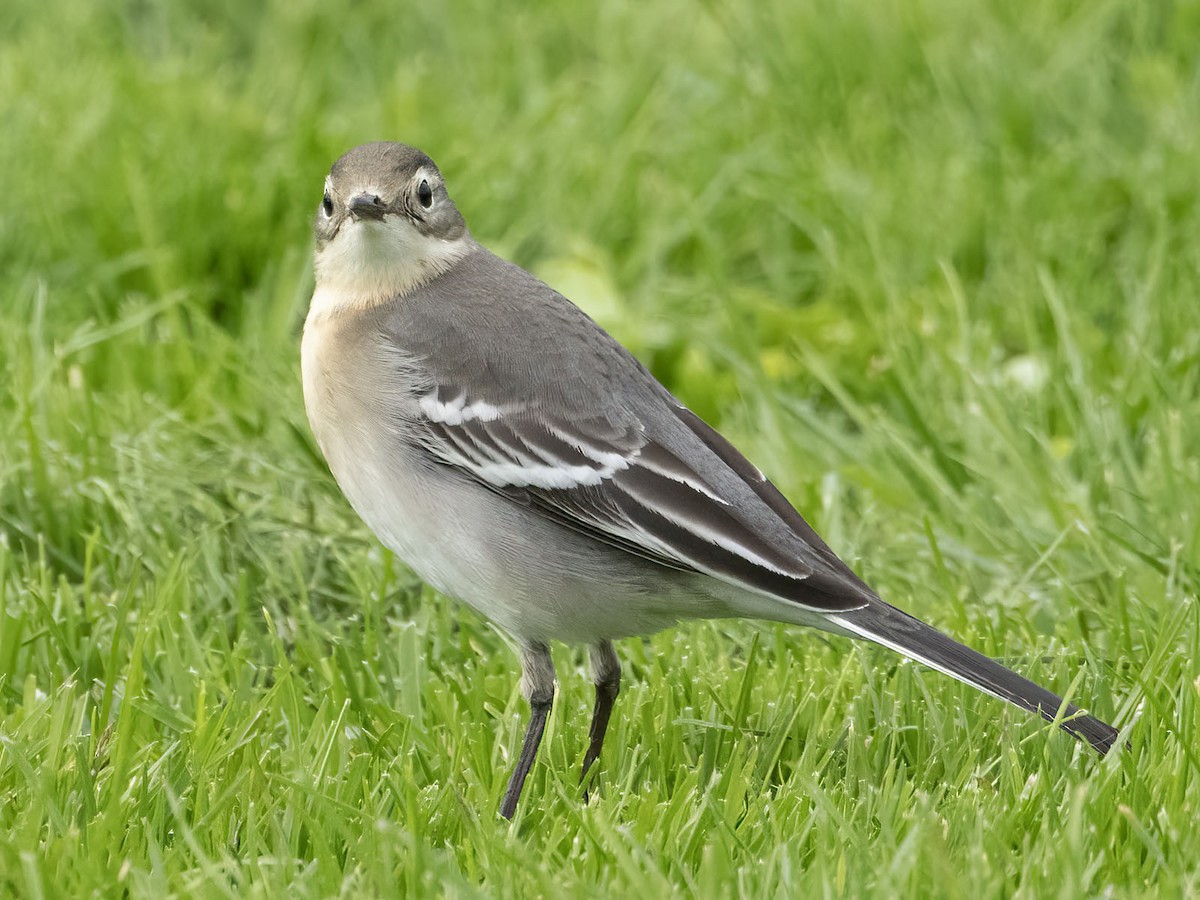 Citrine Wagtail - ML642710571
