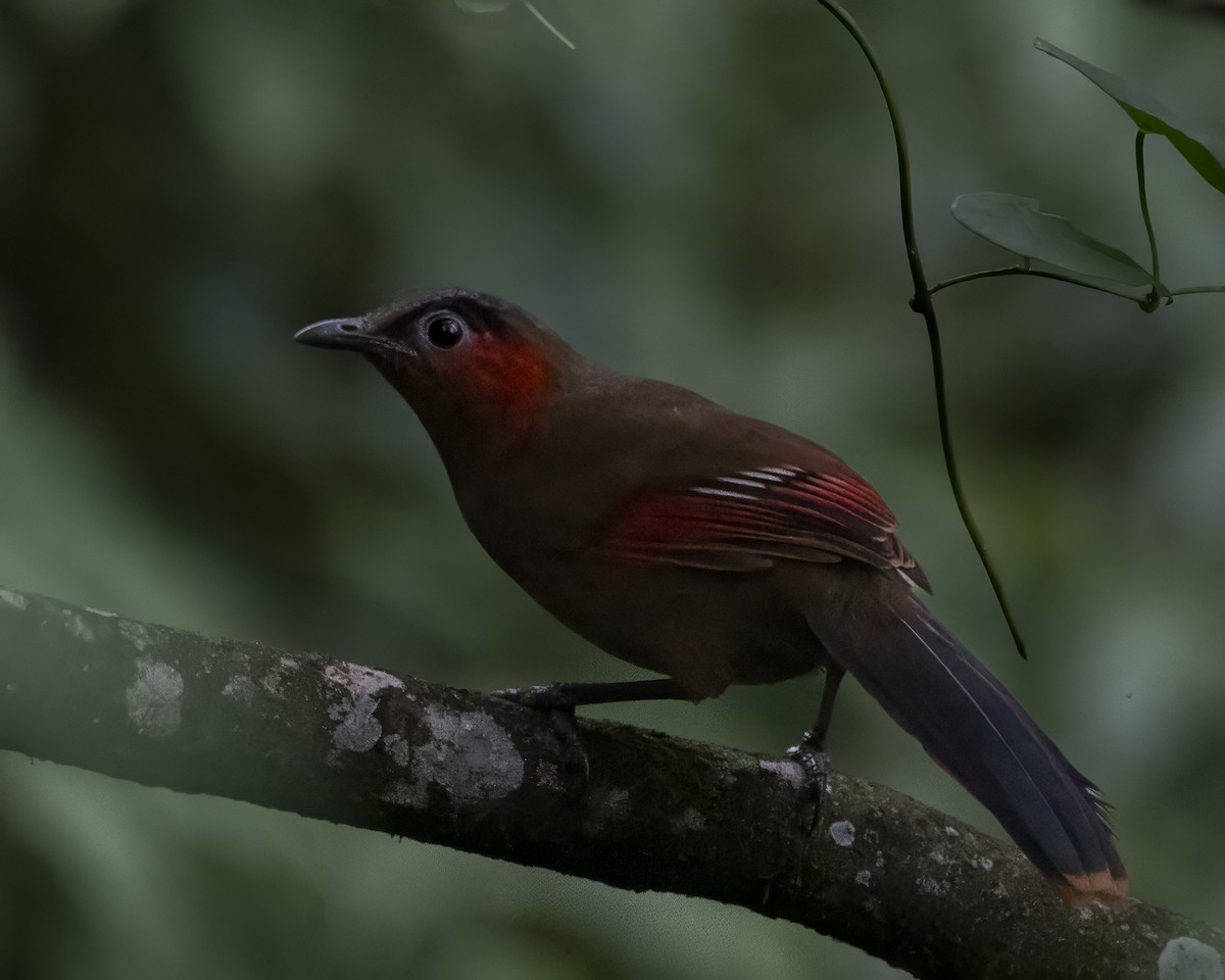 Red-faced Liocichla - ML642710578