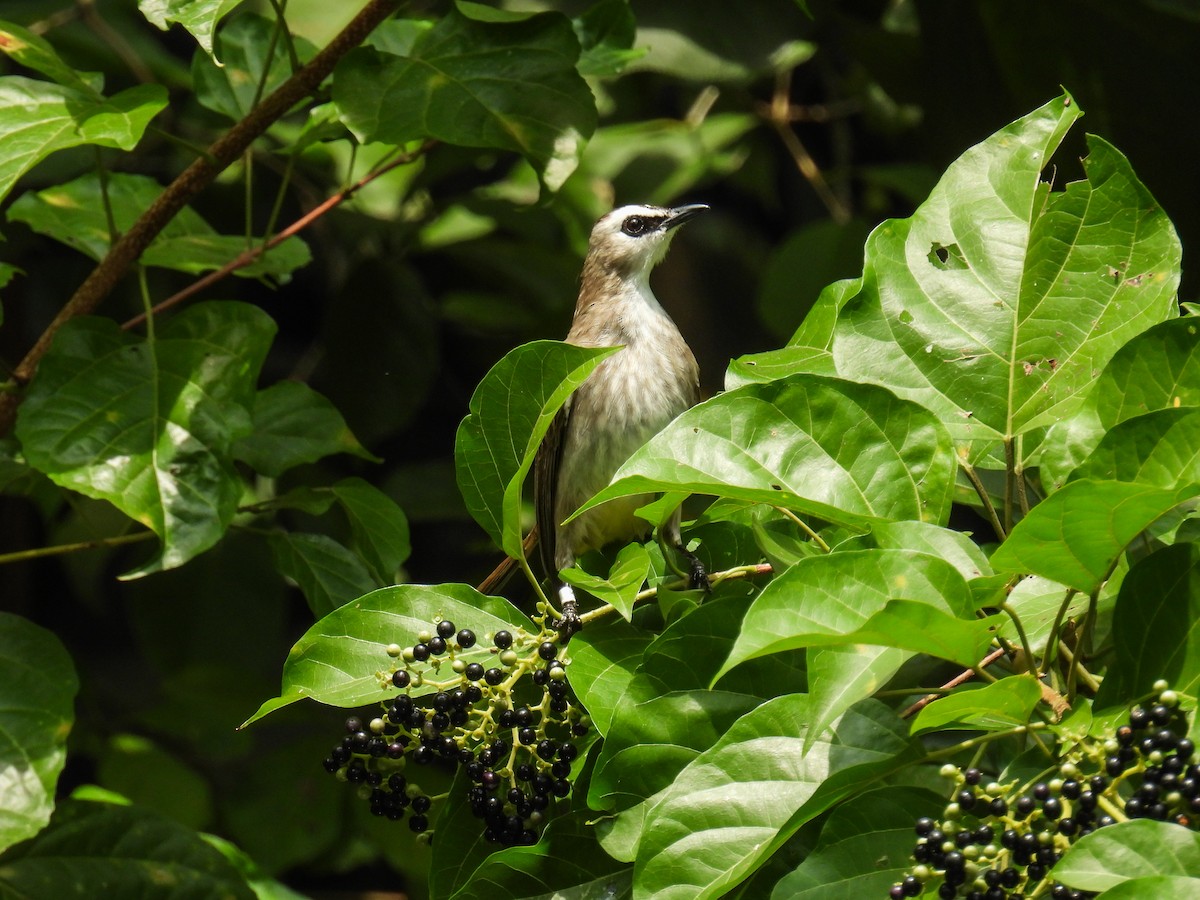Yellow-vented Bulbul - ML642710579