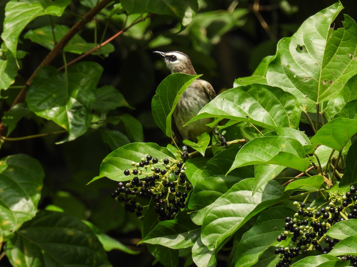 Yellow-vented Bulbul - ML642710580