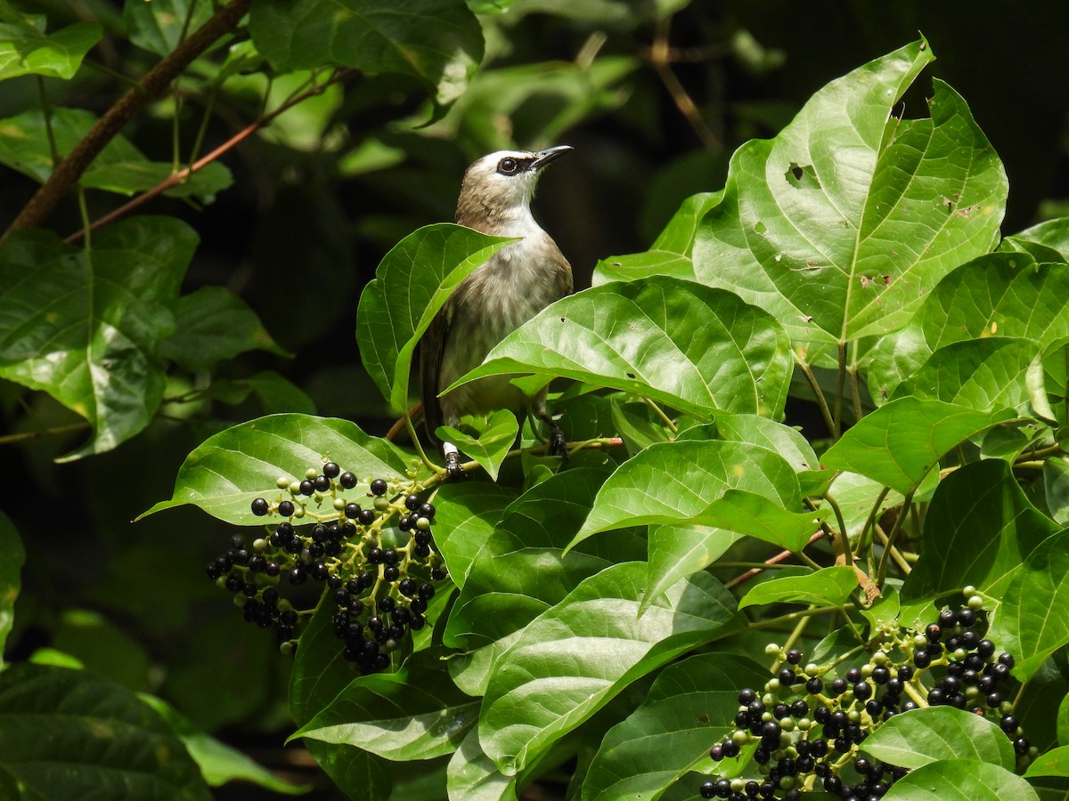 Yellow-vented Bulbul - ML642710581