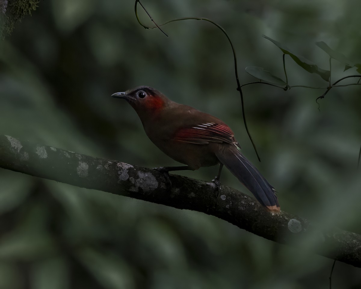 Red-faced Liocichla - ML642710583