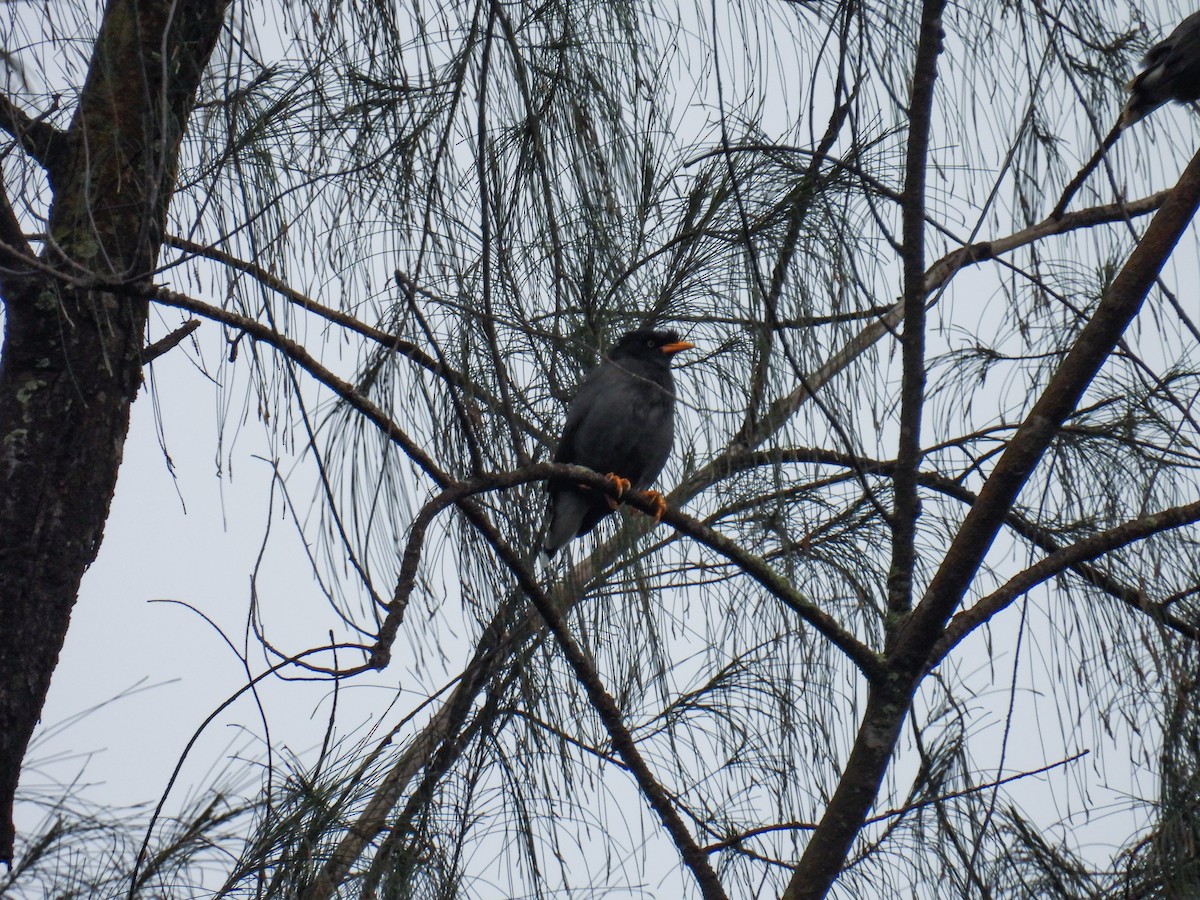 Javan Myna - ML642710597