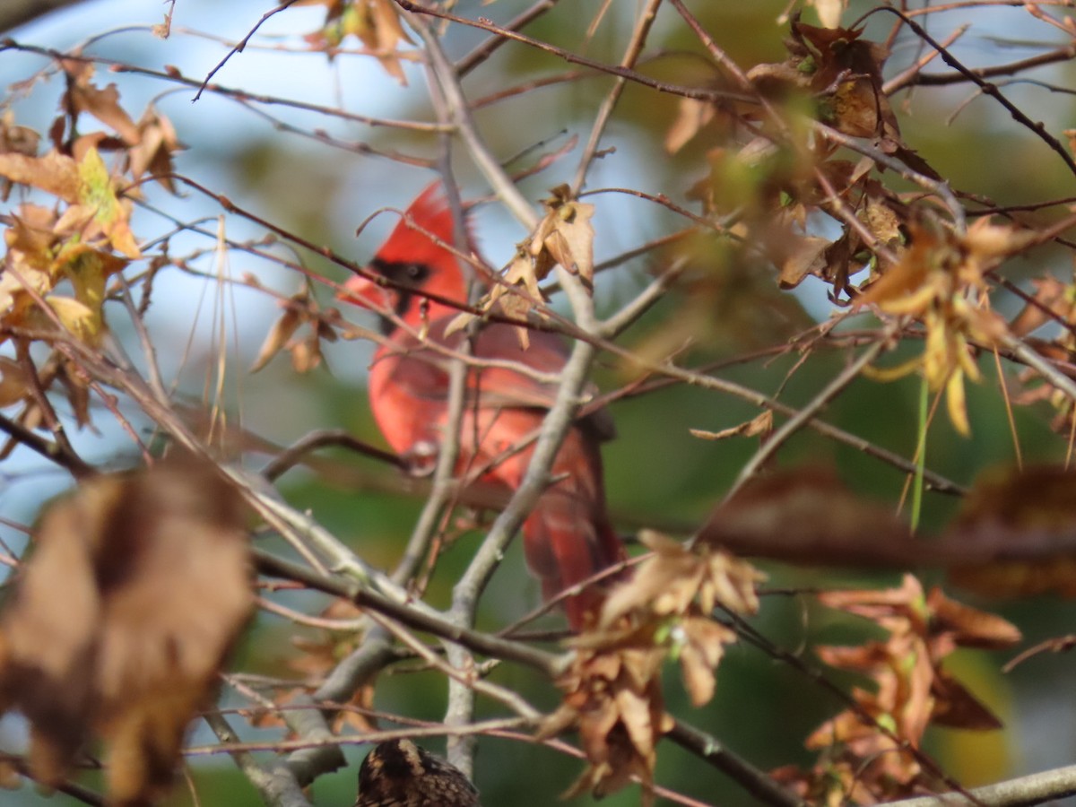 Northern Cardinal - ML642710602