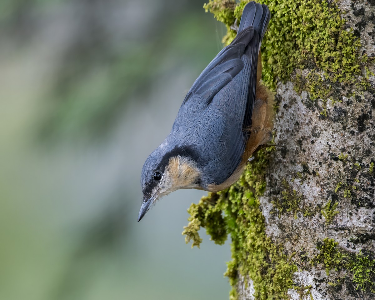 White-tailed Nuthatch - ML642710604