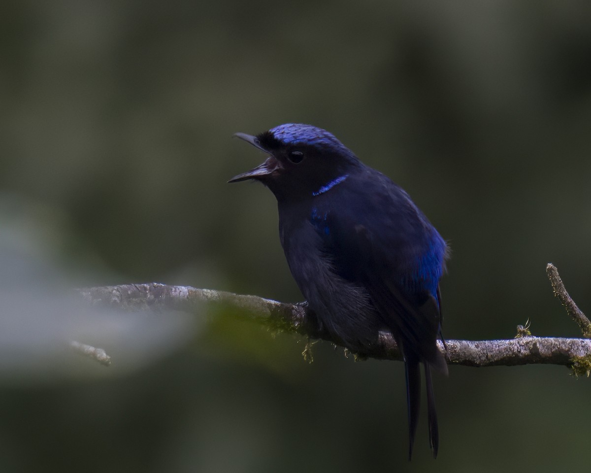 Large Niltava - ML642710620