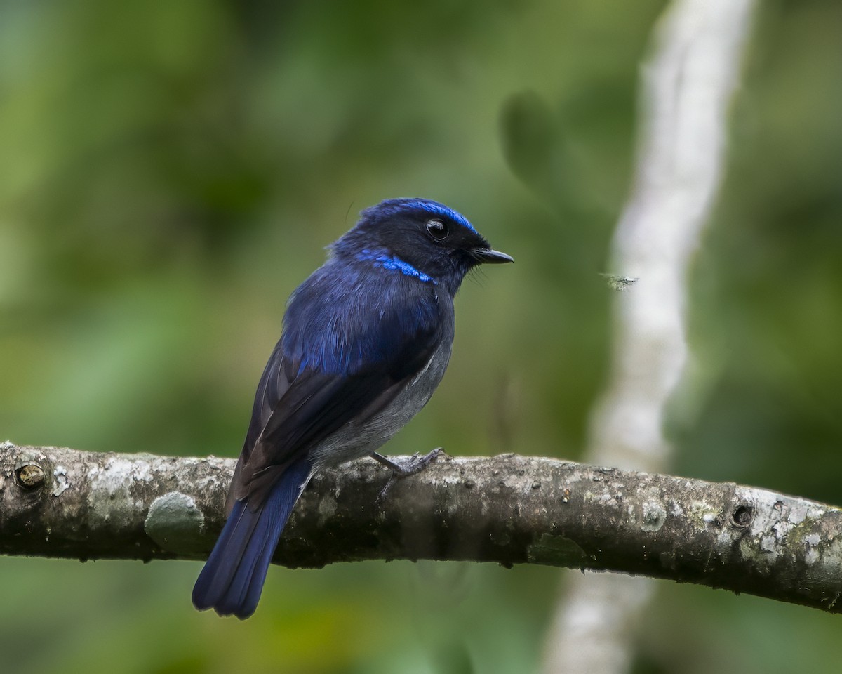 Small Niltava - ML642710634
