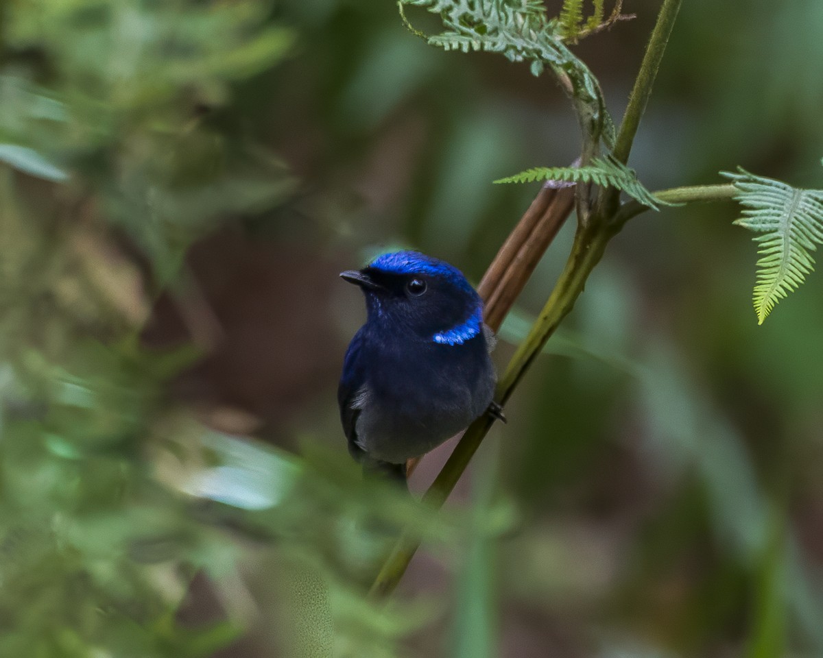 Small Niltava - ML642710635
