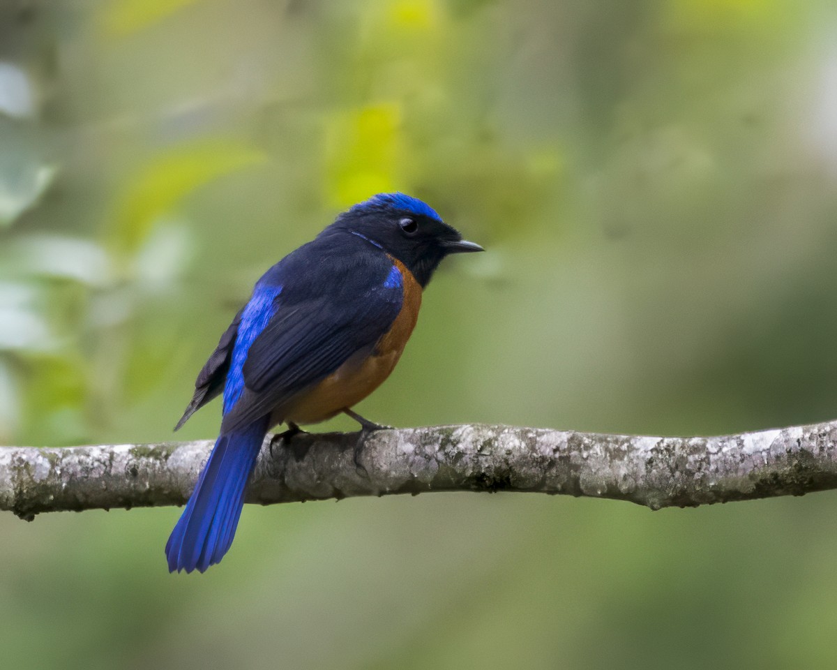 Rufous-bellied Niltava - ML642710646