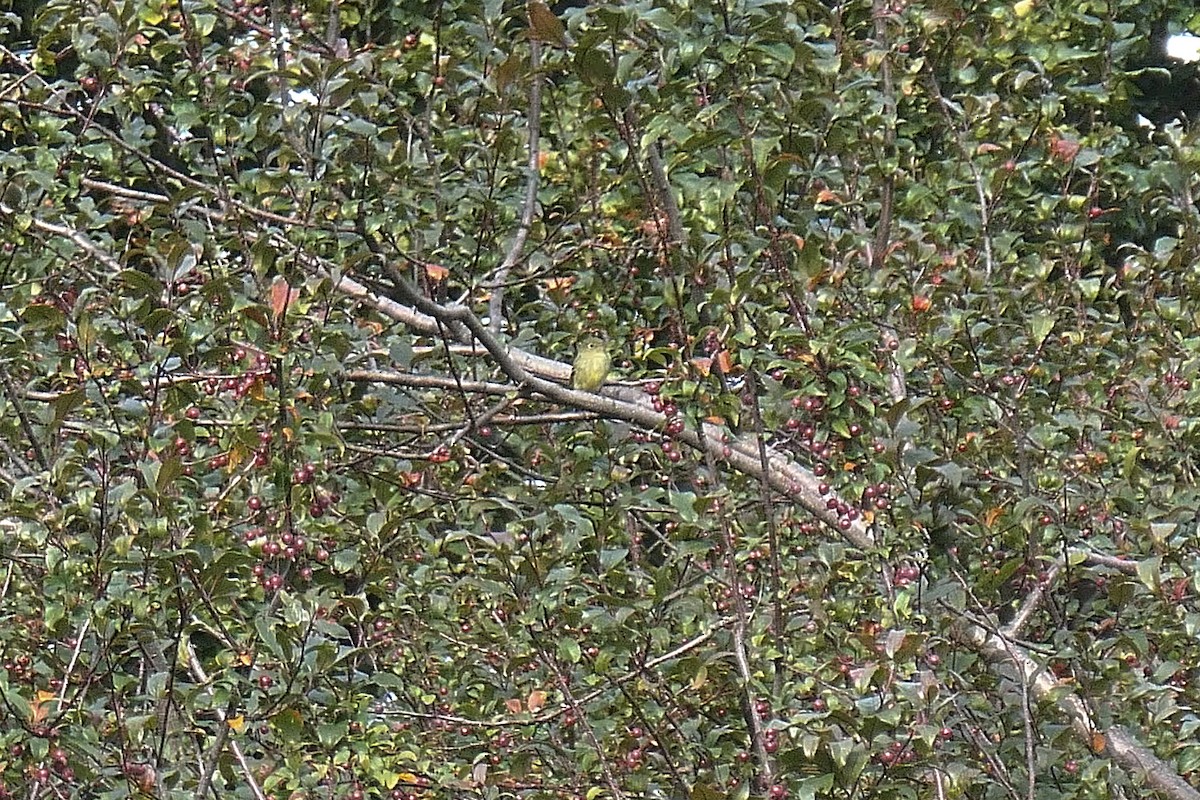 Yellow-bellied Flycatcher - ML642710671
