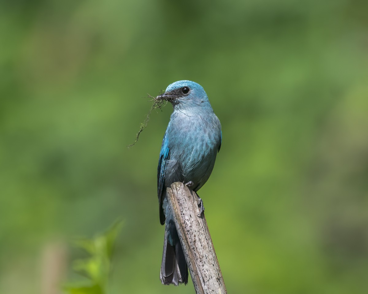 Verditer Flycatcher - ML642710674