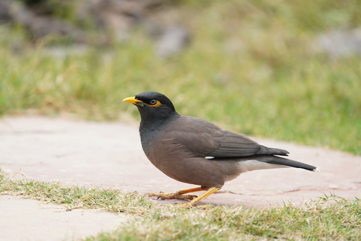 Common Myna - ML642710685