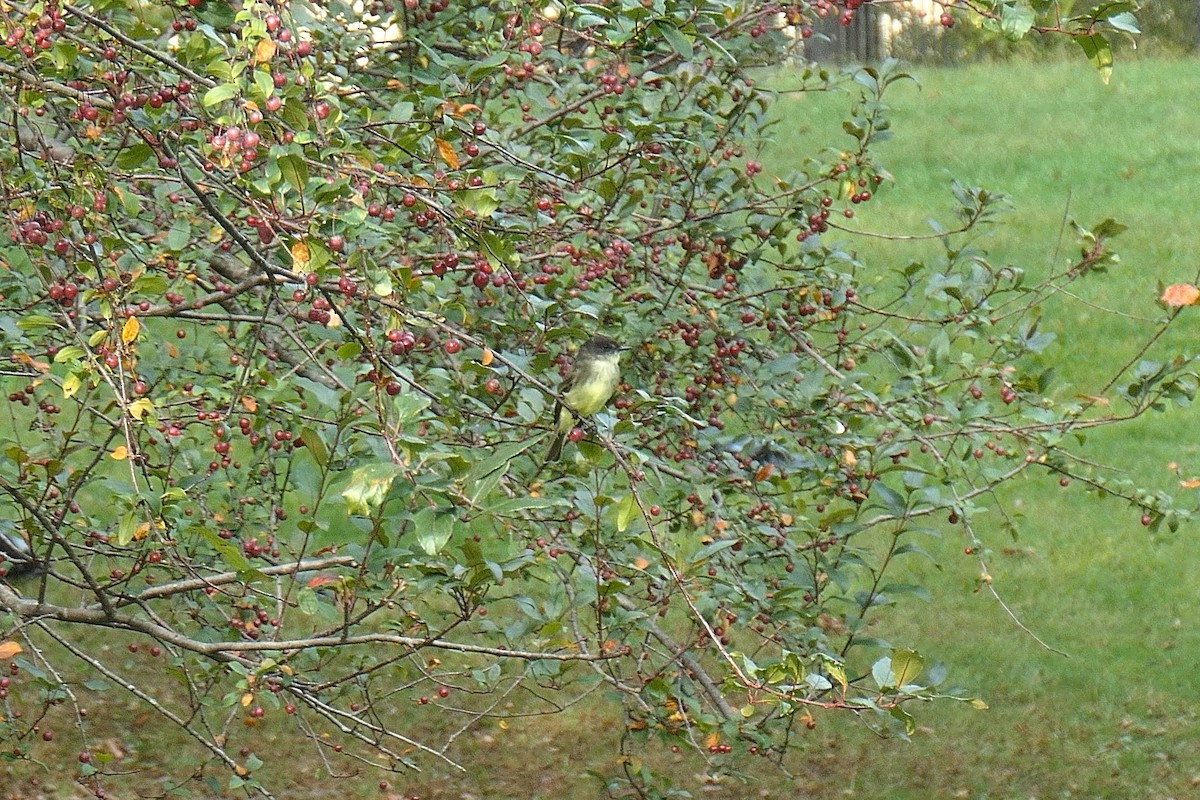 Eastern Phoebe - ML642710690