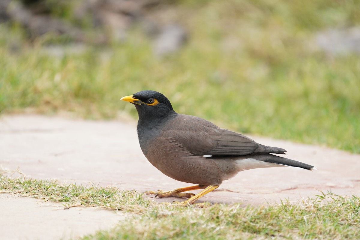 Common Myna - ML642710693