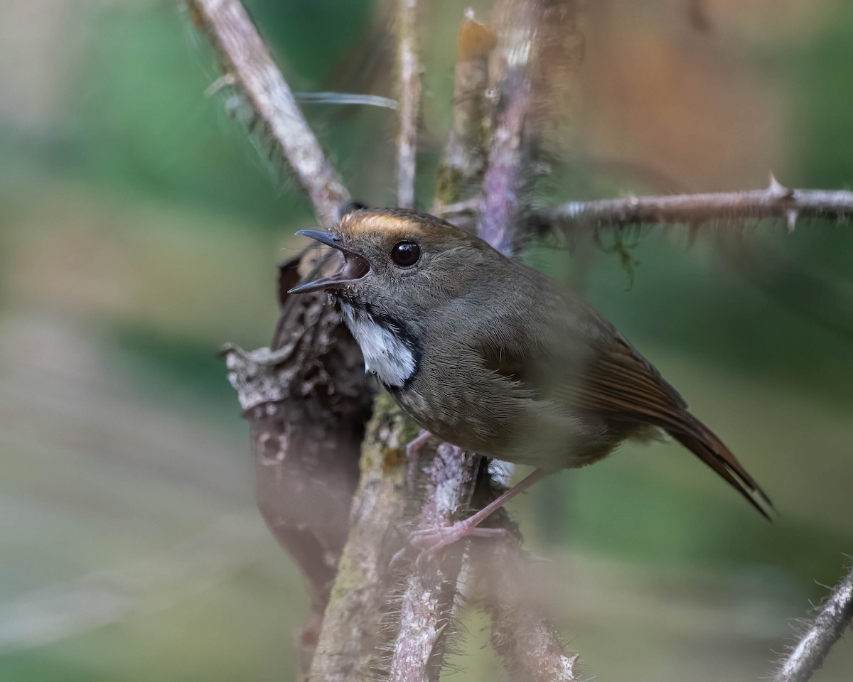 White-gorgeted Flycatcher - ML642710694