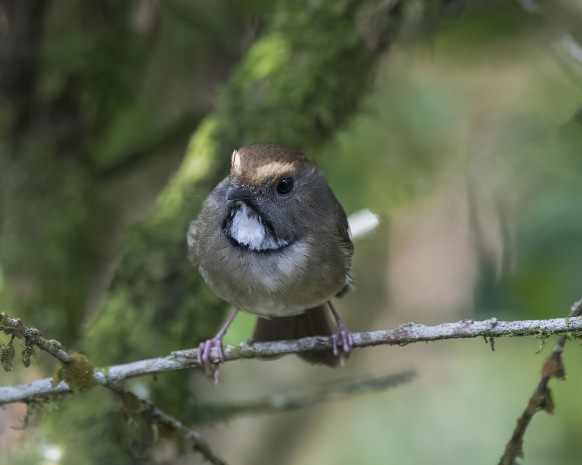 White-gorgeted Flycatcher - ML642710695