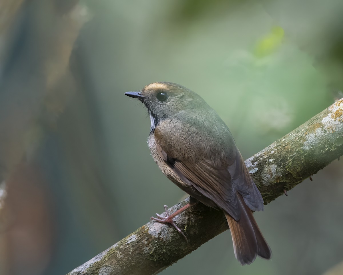 White-gorgeted Flycatcher - ML642710696